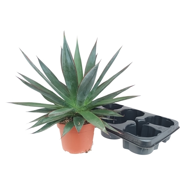 Agave Shaka Zulu 15Ø 30cm