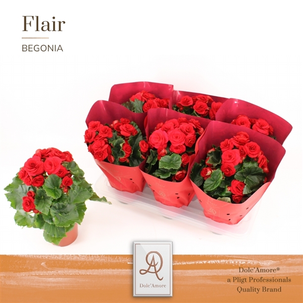 Begonia Elatior Baladin TsT 14Ø 31cm