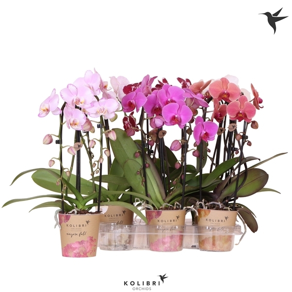Phalaenopsis MF Little Kolibri Niagara Fall mix 12Ø 60cm 2st 16fl