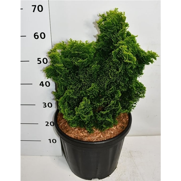 Chamaecyparis obt. Aurora 32Ø 70cm