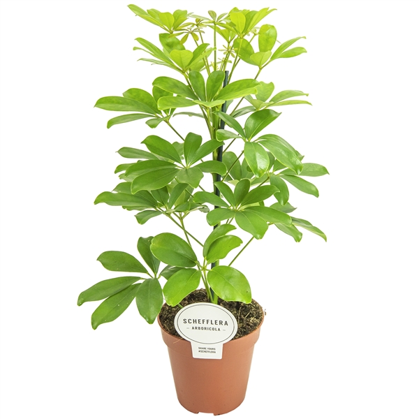 Schefflera arboricola Nora 13Ø 45cm 1pp