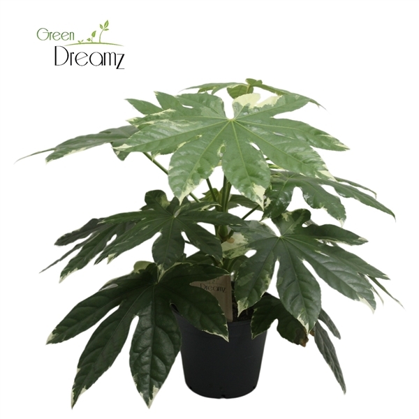 Fatsia Japonica variegata 17Ø 50cm