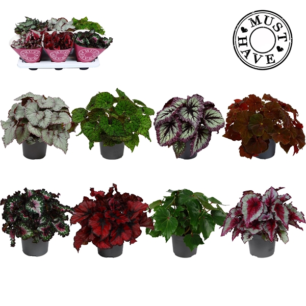 Begonia Beleaf mix 13Ø 25cm