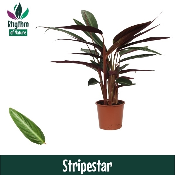 Stromanthe sanguinea Stripestar 17Ø 65cm