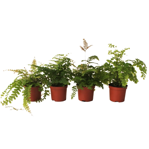 Adiantum 8,5Ø 20cm