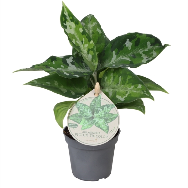 Aglaonema Pictum Tricolor 6Ø 10cm 1pp