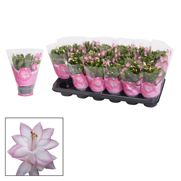 Schlumbergera pink 9Ø 18cm 25fl