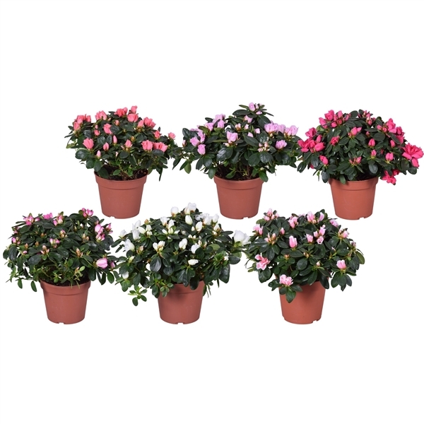 Rhododendron simsii Hellmut Vogel mix 14Ø 30cm 30Ø