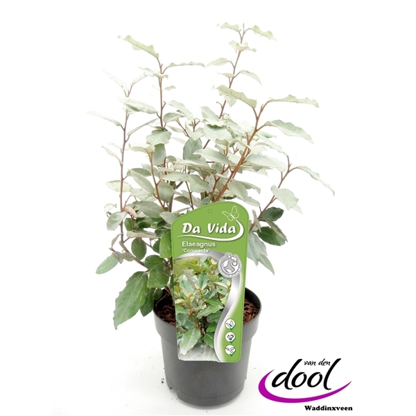 Elaeagnus ebbingei Compacta 19Ø 45cm