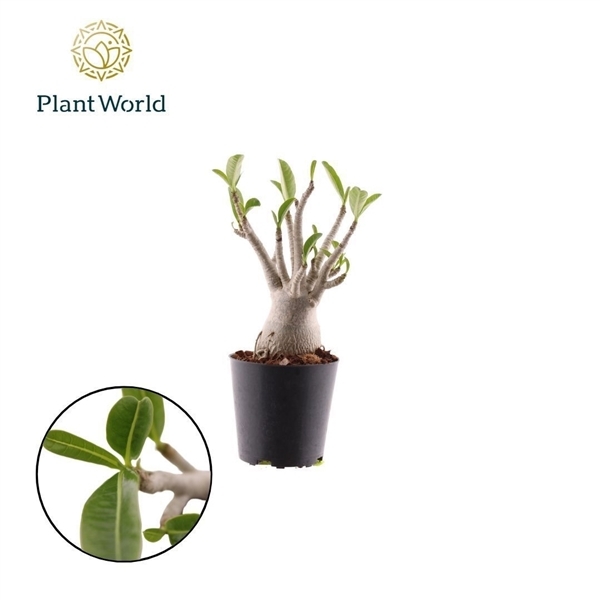 Adenium Obesum 12Ø 30cm