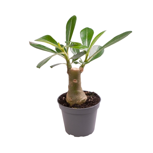 Adenium Obesum 6Ø 14cm
