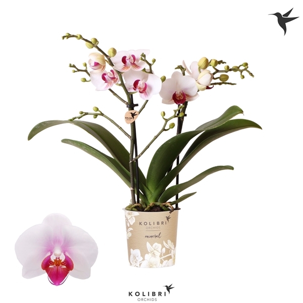 Phalaenopsis MF Little Kolibri Gibraltar 9Ø 40cm 2st 20fl