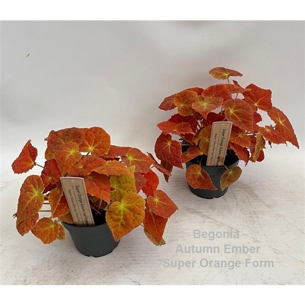 Begonia leaf Autumn Ember Super Orange Form 12Ø 18cm