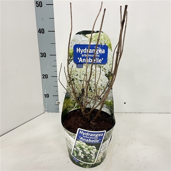 Hydrangea arb. Annabelle potcover 17Ø 30cm 1fl