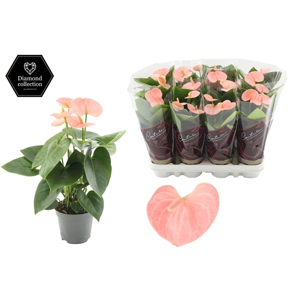 Anthurium Andreanum Spirit 9Ø 25cm 3fl