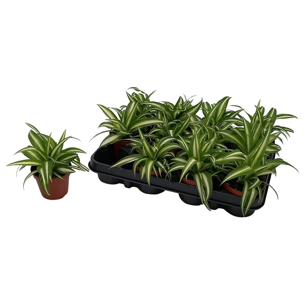 Chlorophytum Comosum Variegatum 8,5Ø 17cm