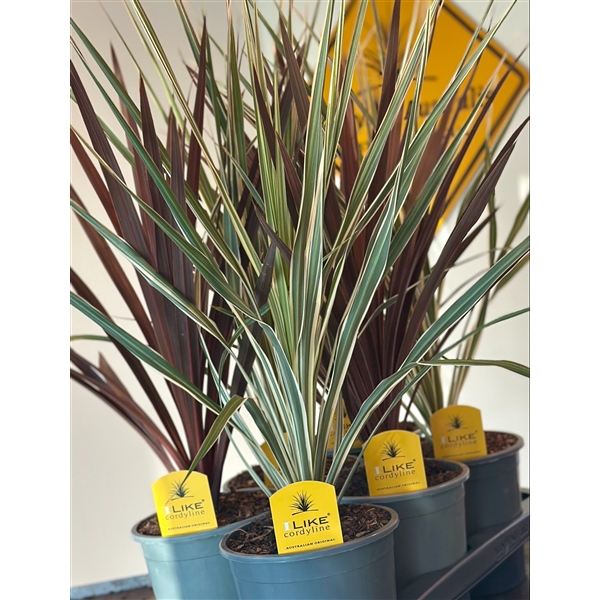 Cordyline australis mix 17Ø 70cm 1pp