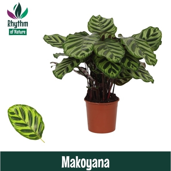 Calathea Makoyana 14Ø 45cm
