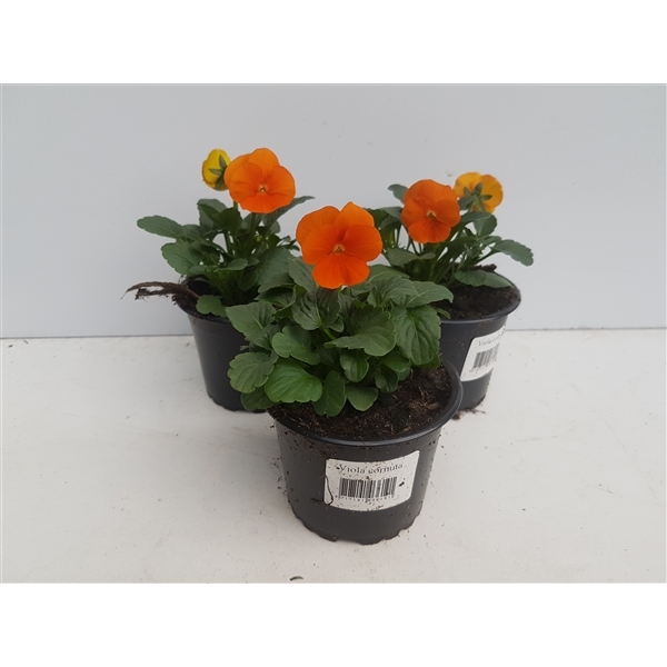 Viola cornuta Sorbet Xp Orange 9Ø 15cm