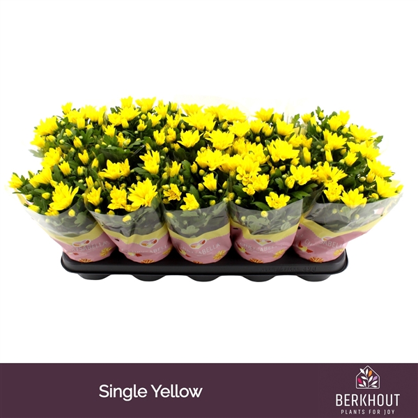 Chrysanthemum Indicum Heat Yellow 12Ø 26cm 3pp