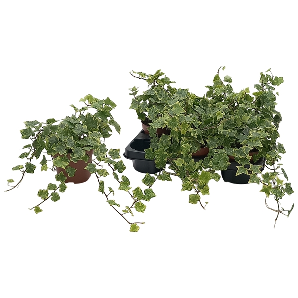 Hedera hibernica Golden Kolibri 13Ø 25cm