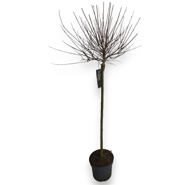 Salix integra Hakuro Nishiki 80cm stem 23Ø 140cm
