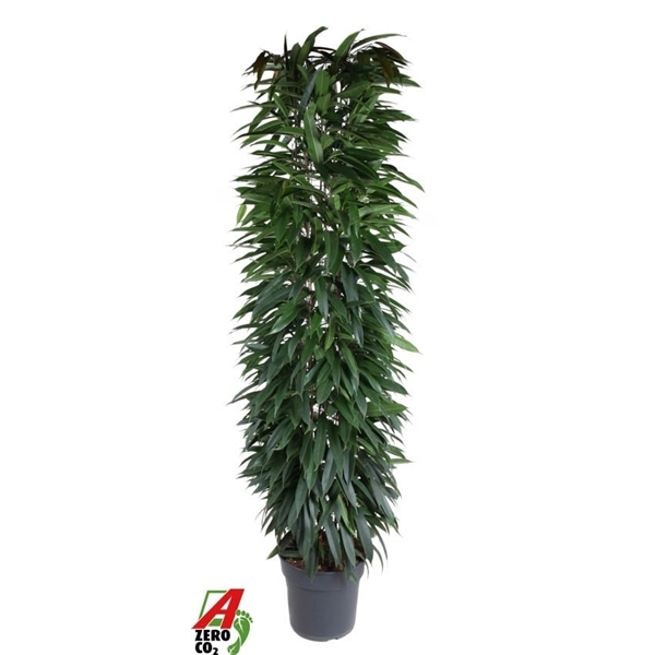 Ficus binnendijkii Alii King Zuil 35Ø 200cm 6pp