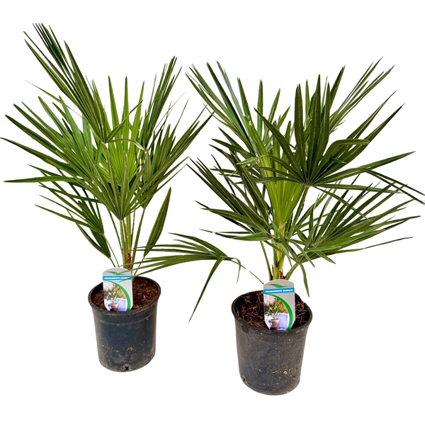 Chamaerops Humilis 14Ø 70cm