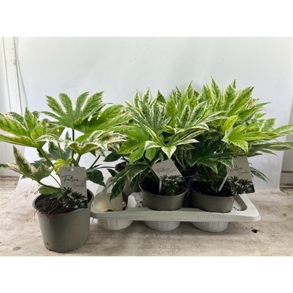 Fatsia Japonica SpiderWeb 17Ø 40cm