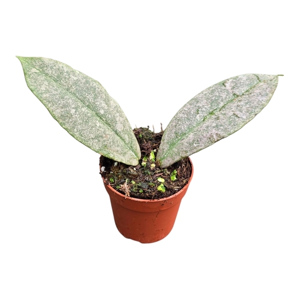 Hoya Mitrata Silver 7Ø