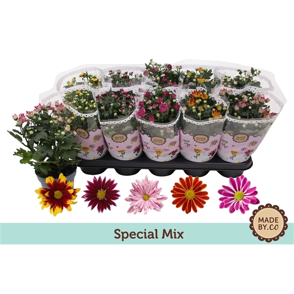 Chrys indi Special mix 12Ø 25cm 3pp