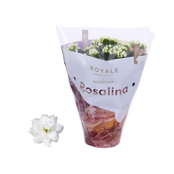 Kalanchoe cal Royal White 12Ø 27cm
