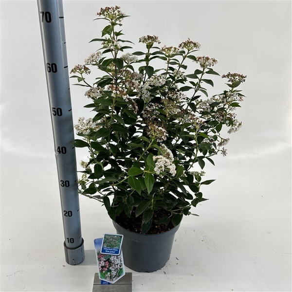 Viburnum tinus Eve Price 23Ø 50cm
