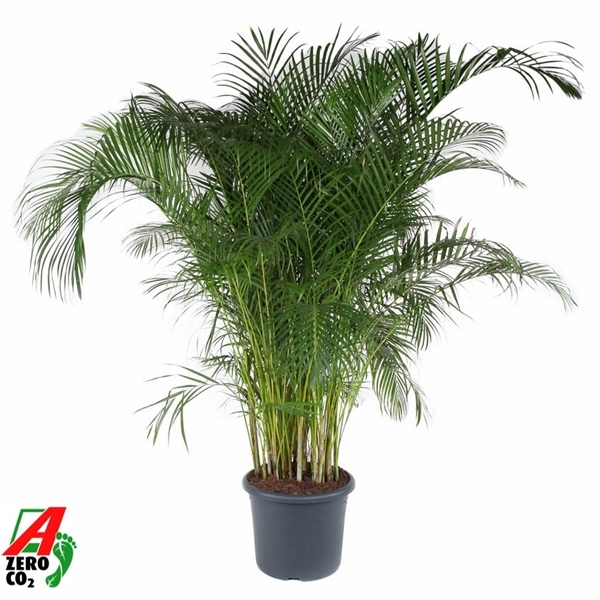 Dypsis lutescens 48Ø 240cm 20pp