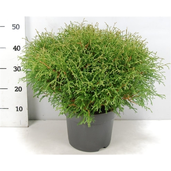 Thuja occ.  Mr. Bowling Ball 26Ø 60cm