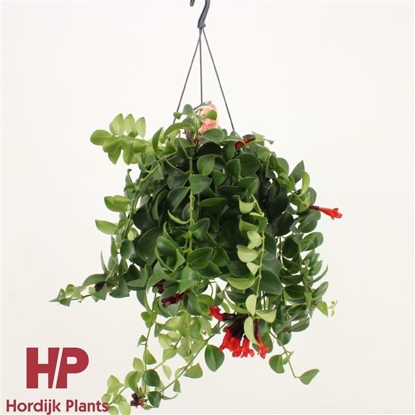 Aeschynanthus Mona Lisa 15Ø 40cm