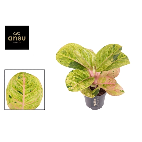 Aglaonema Apple Fantasy 12Ø 35cm 1pp