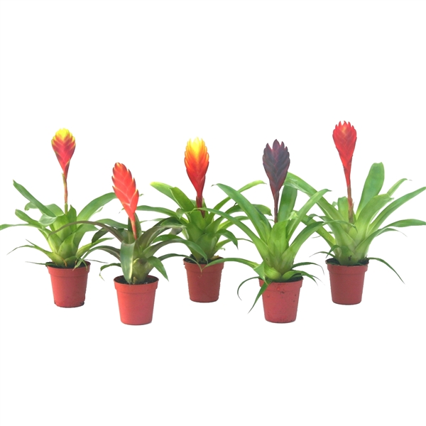 Vriesea mixed 5,5Ø 15cm