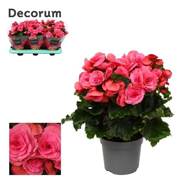 Begonia Elatior Berseba 13Ø 32cm