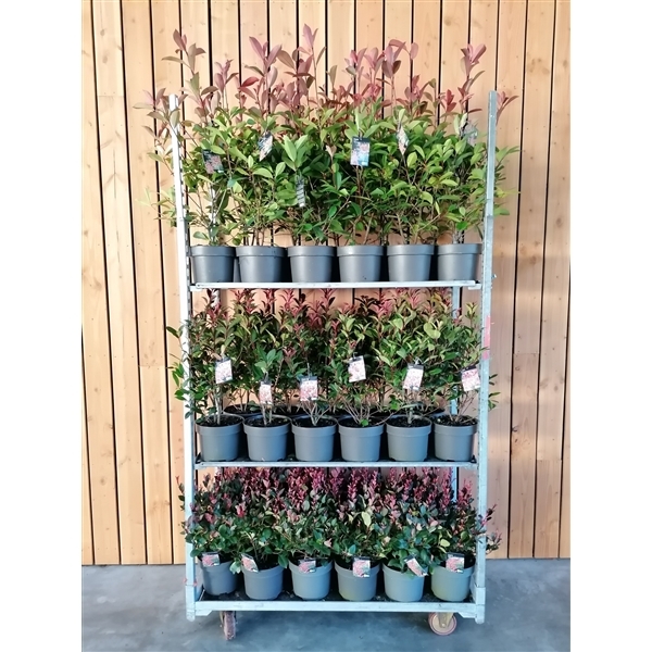 Photinia fra. mix trolley 23Ø 80cm