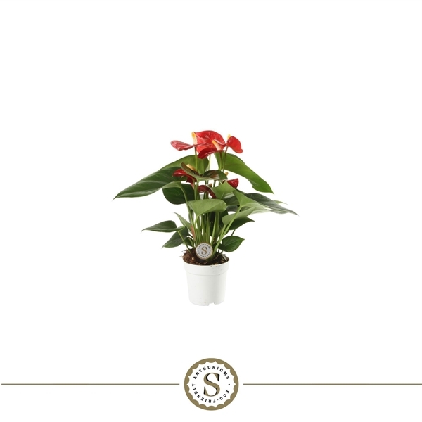 Anthurium Andreanum Red Champion 7Ø 25cm 3fl