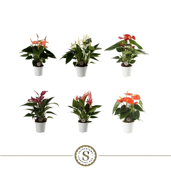 Anthurium Andreanum mix 3 colors 7Ø 25cm 3fl