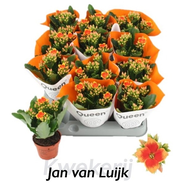 Kalanchoe African Robbie 6Ø 14cm