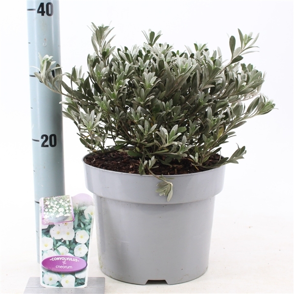 Convolvulus cneorum 23Ø 25cm