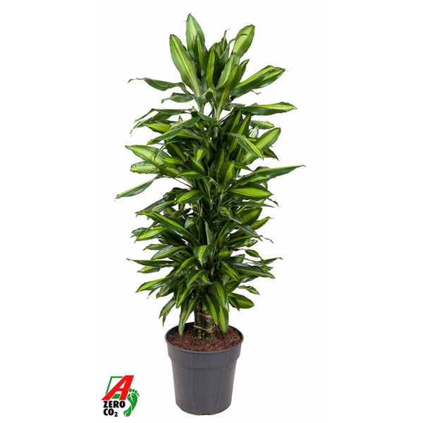 Dracaena frag Cintho branched 27Ø 110cm 1pp