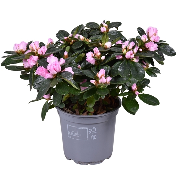 Rhododendron simsii Rose Voge 12Ø 28cm 25Ø