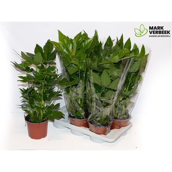 Fatsia Japonica 17Ø 60cm