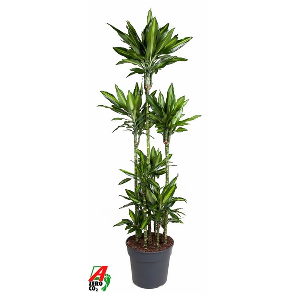 Draceana frag Cintho 34Ø 180cm 8pp