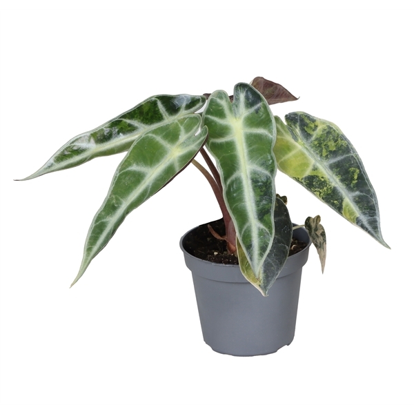 Alocasia Bambino Aurea Variegata 6Ø 1pp