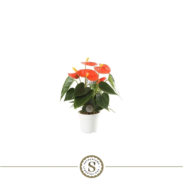 Anthurium Orange Champion 7Ø 25cm 3fl